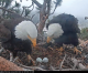 Live Feed: See Bald Eagles ‘Jackie’ and ‘Shadow’ Courtesy of the Friends of Big Bear Valley