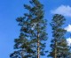 Cerritos Modifies Pine Tree Reforestation Program