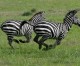 Zebras on the run for months in Maryland have been captured