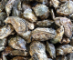 FDA issues public warning about certain Canadian oysters because of norovirus outbreak